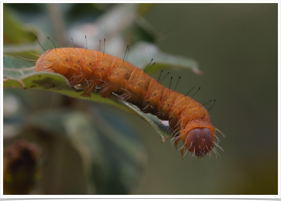 Acronicta afflicta
Afflicted Dagger Moth
Cleburne County, Alabama